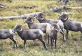 Rocky Mountain Bighorn Sheep Rams Royalty Free Stock Photo